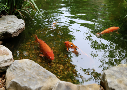 Aquatic Aggregates
