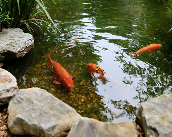 Grantex Aquatics Aggregates
